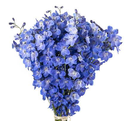 Delphinium