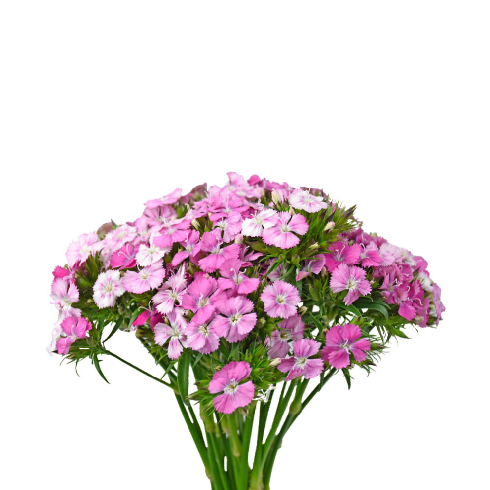 Dianthus