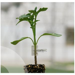 Portainjerto Don Juan