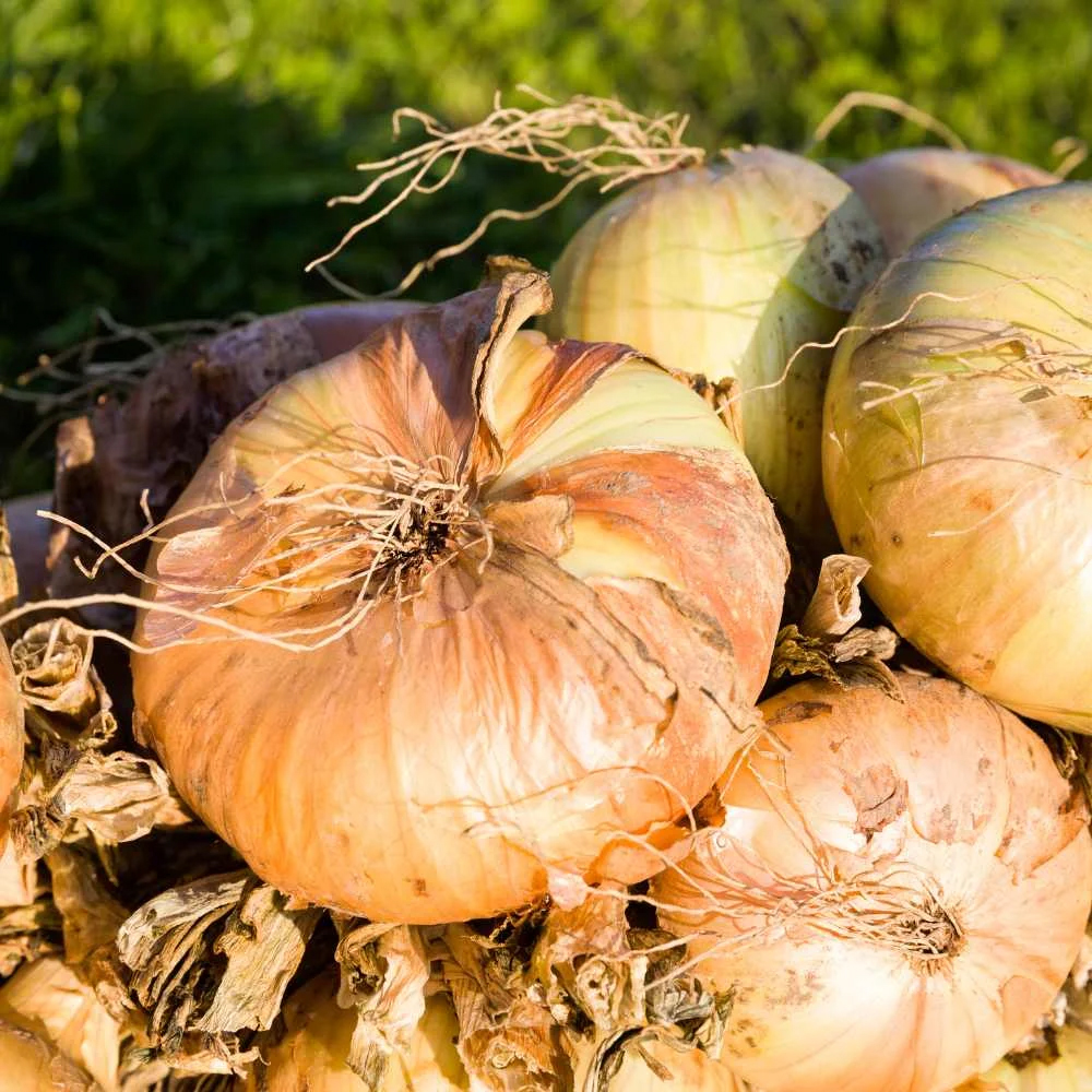 Cebolla Grandex Yellow