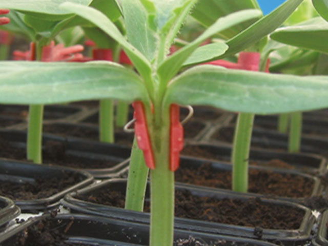 Pepinillo Portainjerto