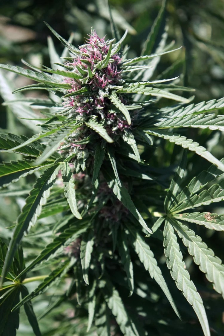 Genética de Cliente