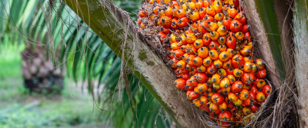 Palma Africana