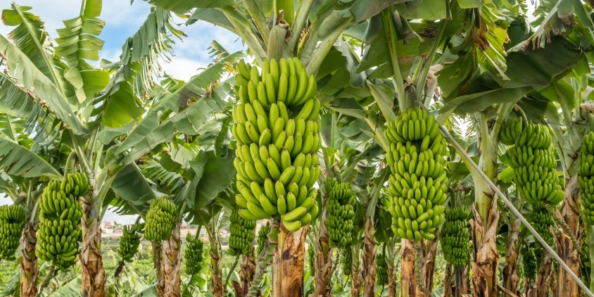 Plátano Dominico