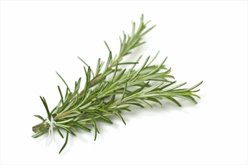 Romero Officinalis