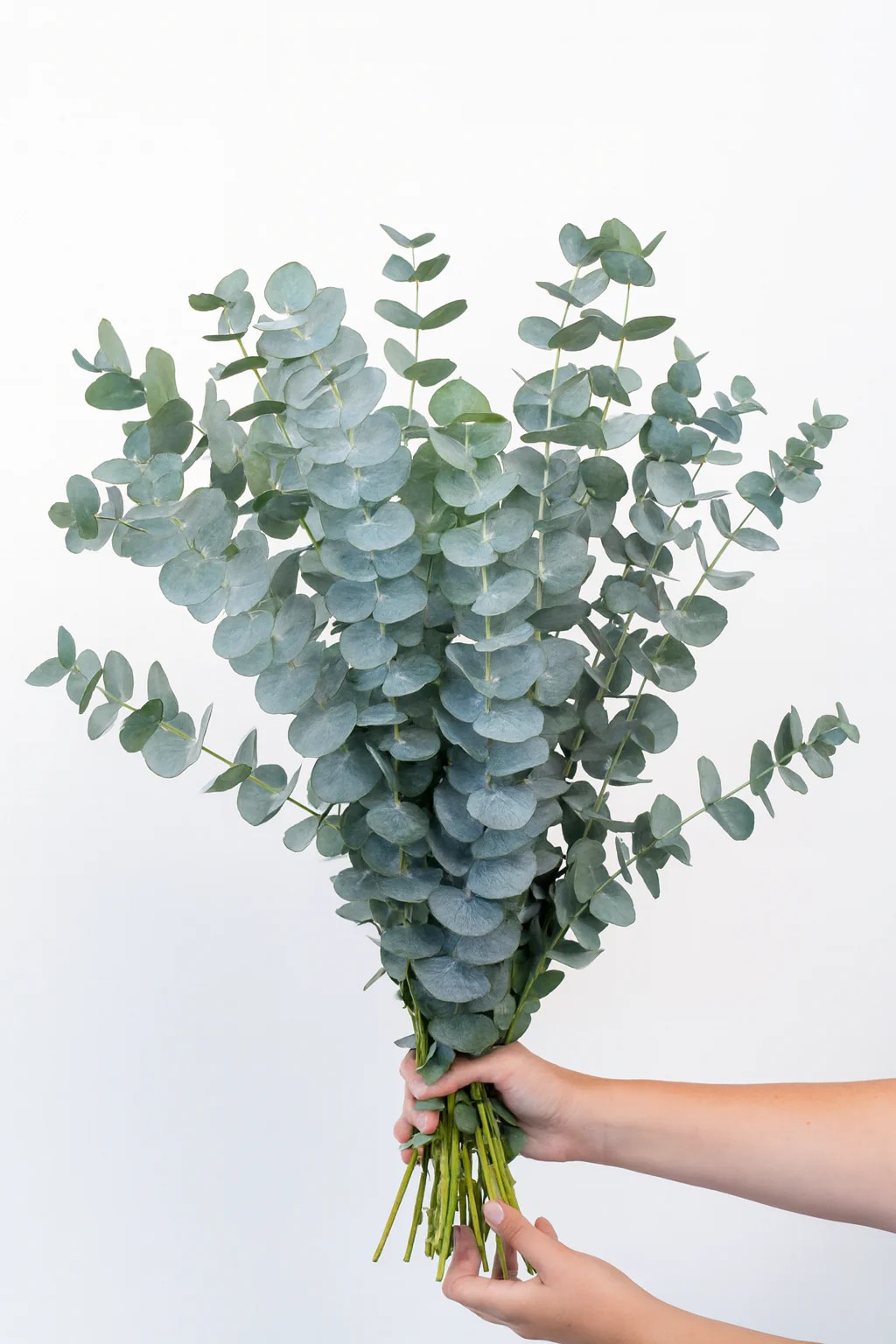 Eucalyptus