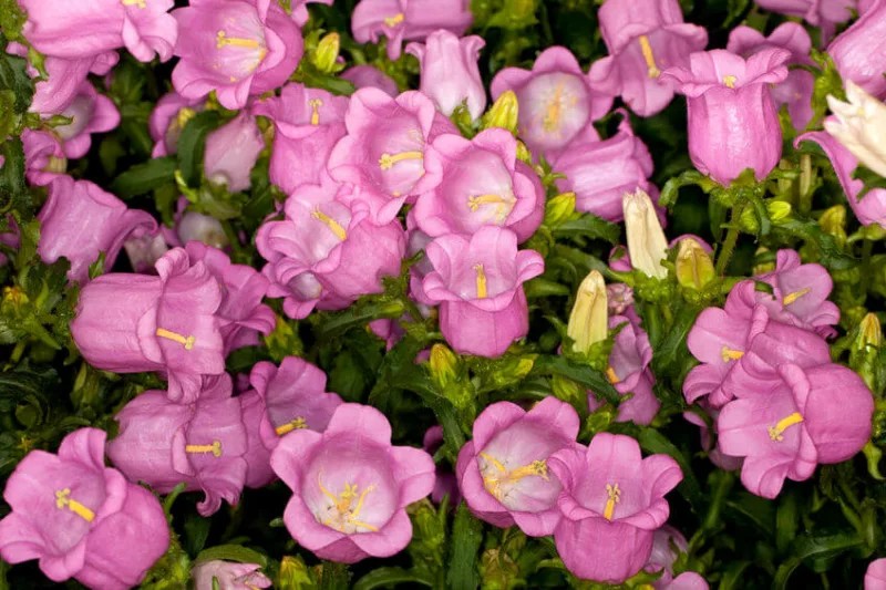 Campanula