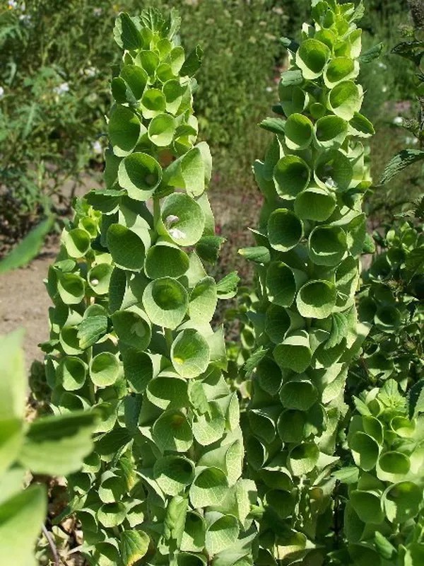 Molucela