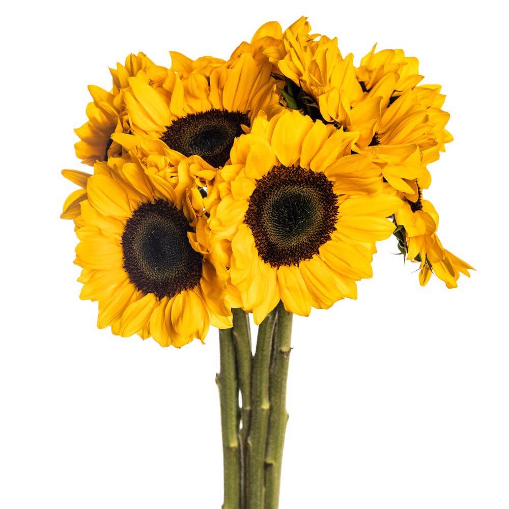Girasol