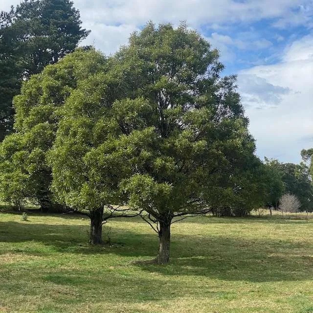 Acacia Melanoxylon