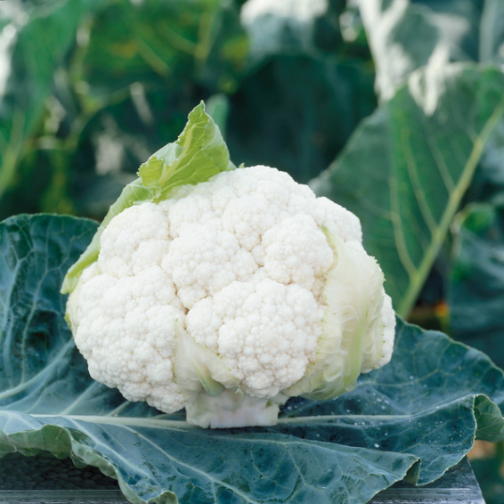 Coliflor Clarify