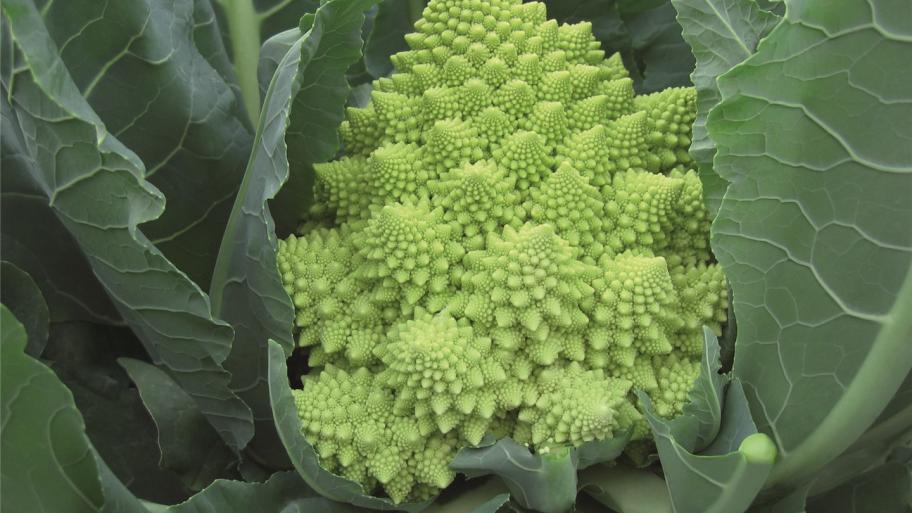 Romanesco Veronica