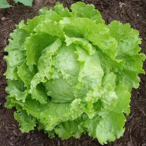 Lechuga Batavia BG