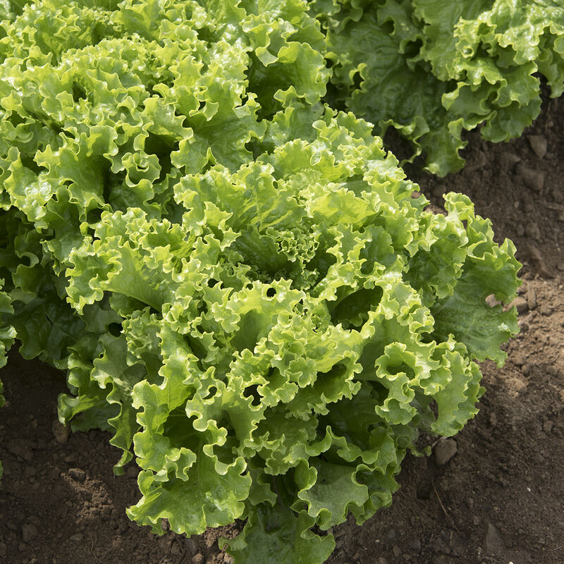 Lechuga Green Star