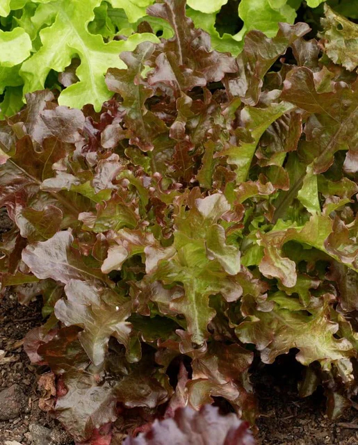 Lechuga Red Salad Bowl