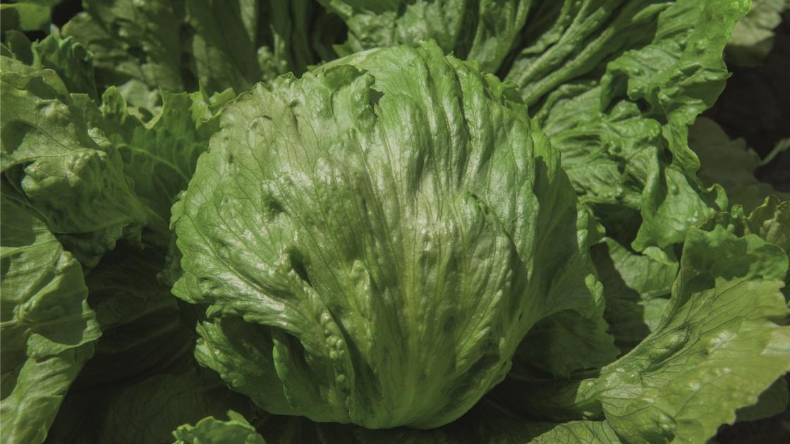 Lechuga Topacio