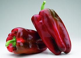 Pimiento Campero
