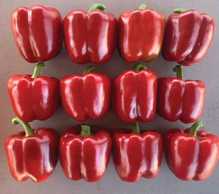 Pimiento Caribe