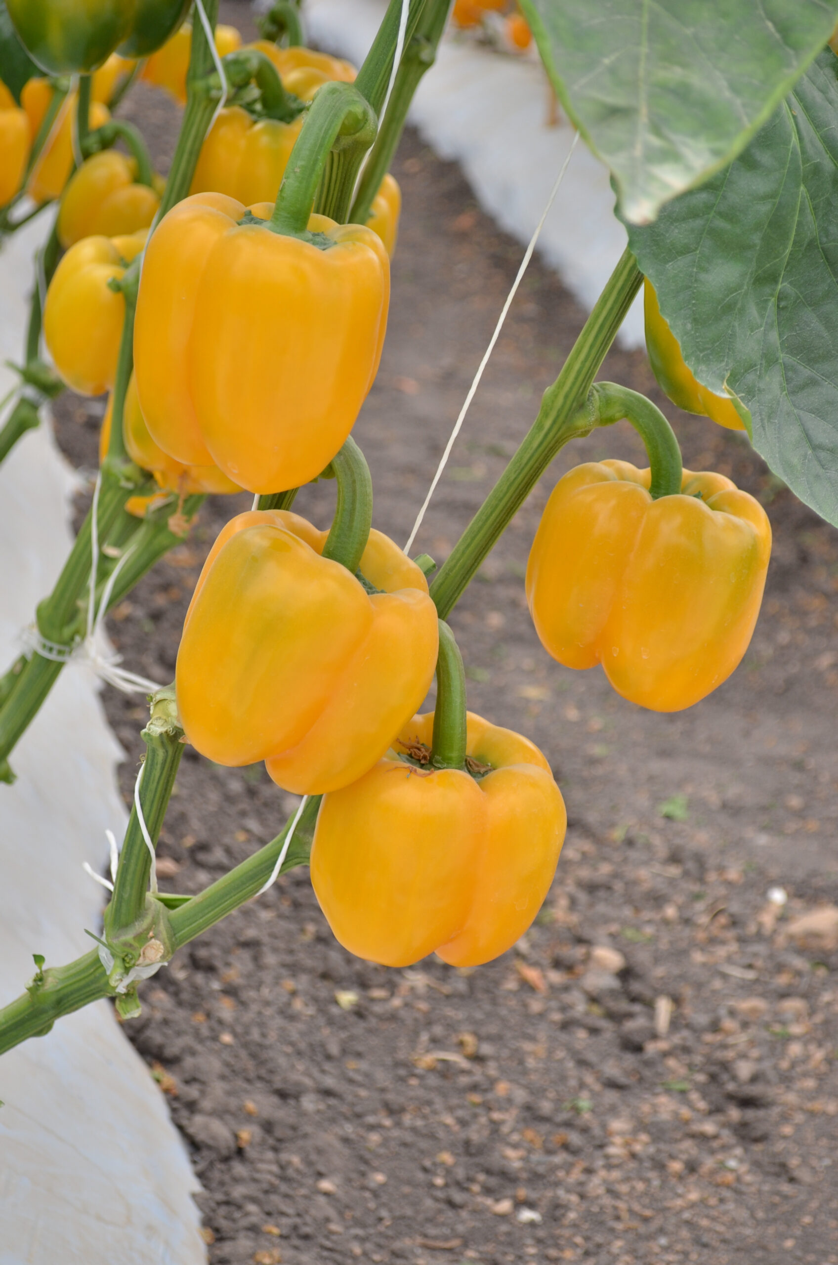 Pimiento Fénix