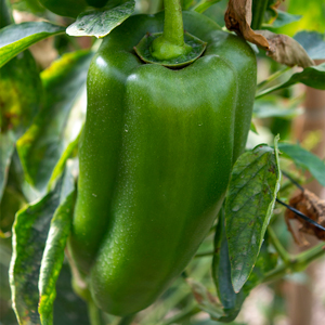 Pimiento Marli