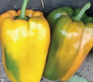 Pimiento Mazerati