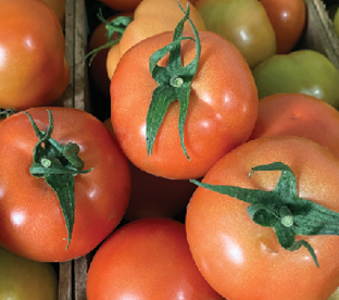 Tomate Daniela