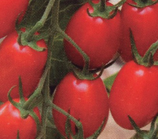 Tomate Garincha F1