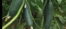 Pepinillo Taipan