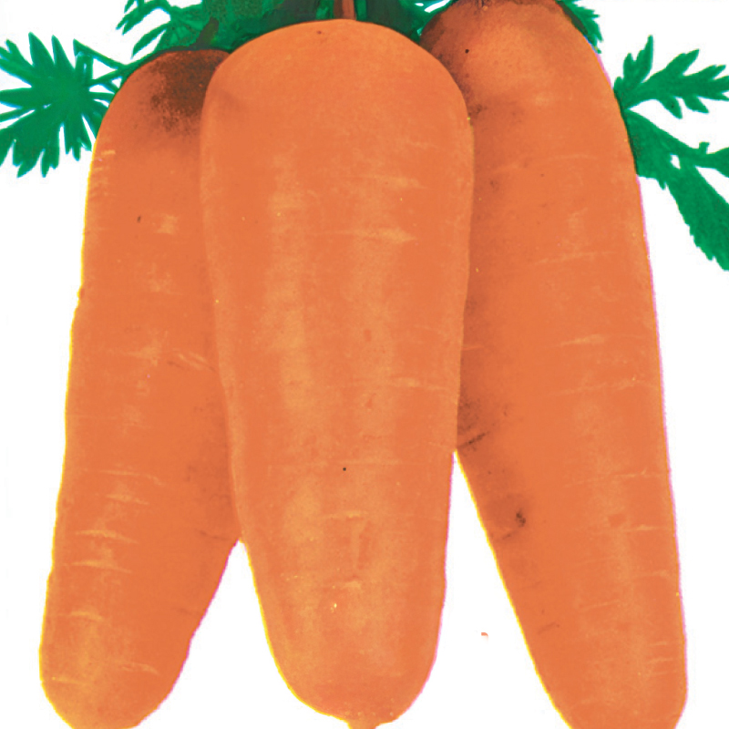 Zanahoria Chanteng